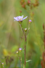 Aster amellus