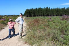 Pseudopentameris caespitosa