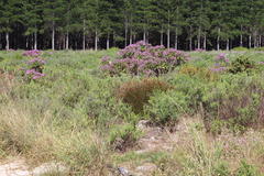 Staberoha distachyos