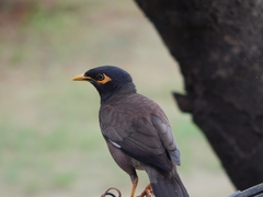 Acridotheres tristis