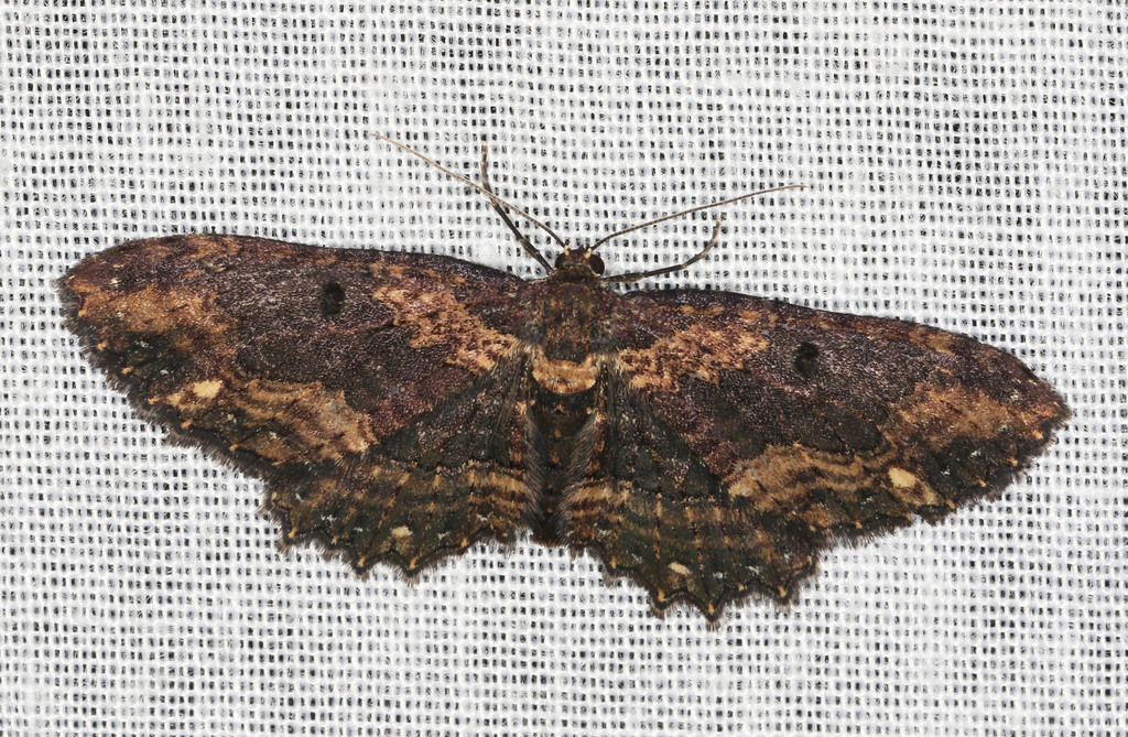 Eccymatoge callizona