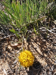 Leucospermum hypophyllocarpodendron canaliculatum