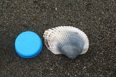 Anadara kagoshimensis