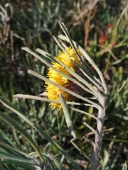Leucospermum hypophyllocarpodendron canaliculatum
