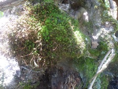 Plagiomnium undulatum