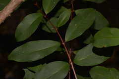 Pilidiostigma glabrum