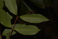 Pilidiostigma glabrum