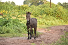 Equus asinus × caballus