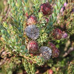 Leucadendron levisanus