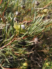 Protea scolymocephala