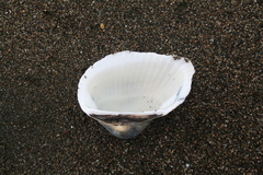 Anadara kagoshimensis