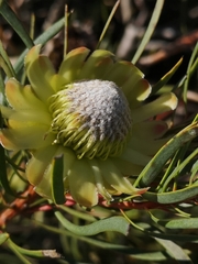 Protea scolymocephala