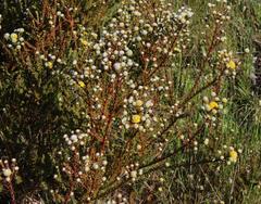 Leucadendron levisanus
