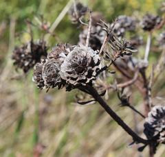 Leucadendron levisanus