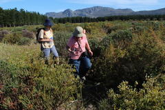 Leucadendron levisanus