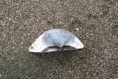 Anadara kagoshimensis