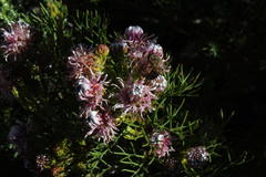 Serruria foeniculacea