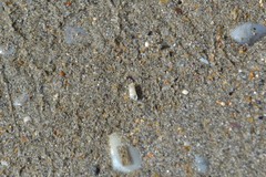 Turbonilla lactea