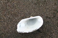 Anadara kagoshimensis