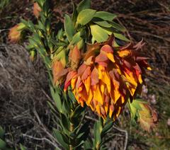 Liparia splendens splendens