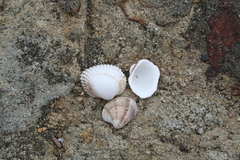 Anadara kagoshimensis