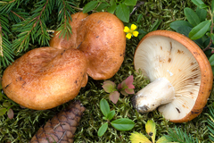 Lactarius zonarioides