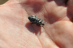 Apleurus albovestitus