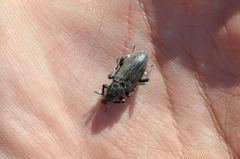 Apleurus albovestitus