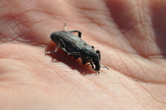 Apleurus albovestitus