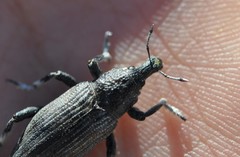 Apleurus albovestitus