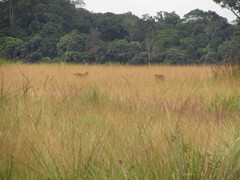 Leptailurus serval constantina