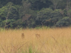 Leptailurus serval constantina