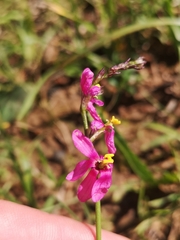 Ixia scillaris scillaris