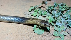 Pseudonaja aspidorhyncha