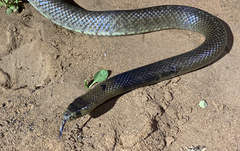 Pseudonaja aspidorhyncha