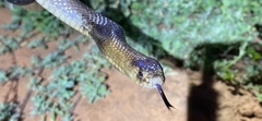 Pseudonaja aspidorhyncha