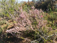 Erica paniculata