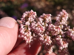 Erica paniculata