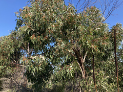 Eucalyptus obstans