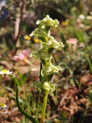 Disperis circumflexa circumflexa