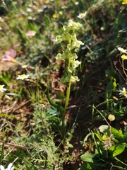 Disperis circumflexa circumflexa