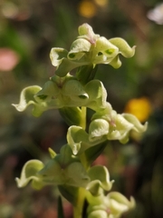 Disperis circumflexa circumflexa