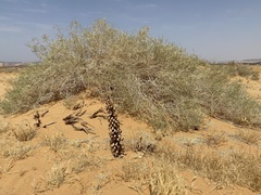 Haloxylon salicornicum