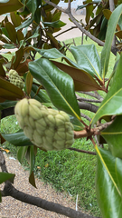 Magnolia grandiflora