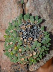 Conophytum quaesitum