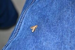 Lepidoptera