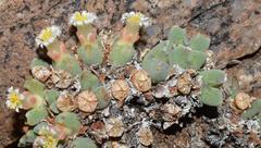 Conophytum quaesitum