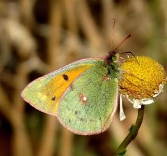 Colias electo electo