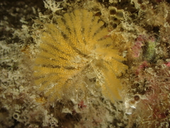 Bugulidae