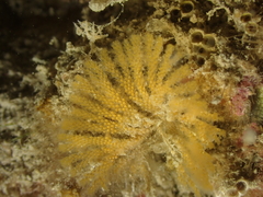 Bugulidae